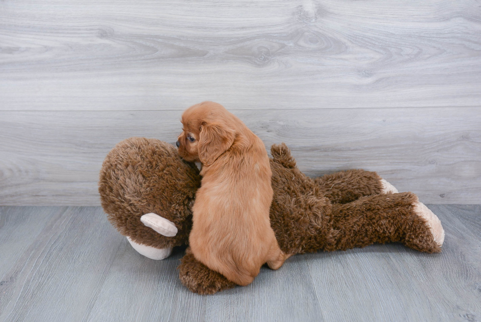 Cavalier King Charles Spaniel Pup Being Cute