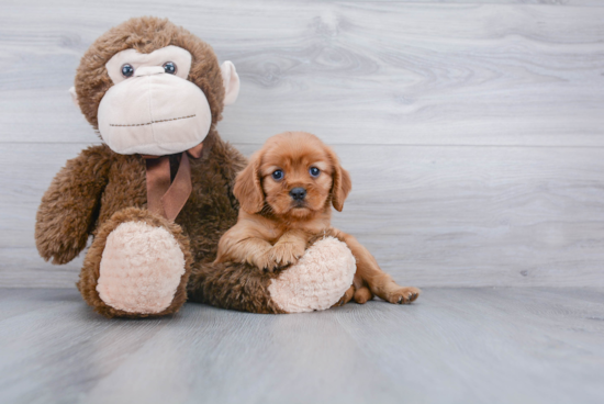 Best Cavalier King Charles Spaniel Baby