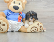 5 week old Cavalier King Charles Spaniel Puppy For Sale - Premier Pups