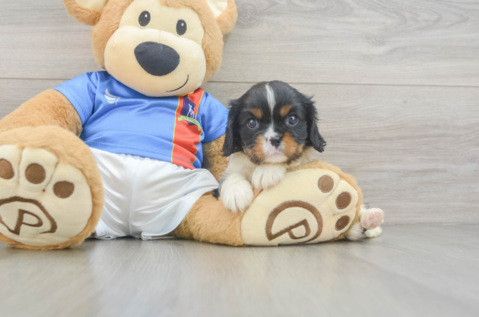 6 week old Cavalier King Charles Spaniel Puppy For Sale - Premier Pups