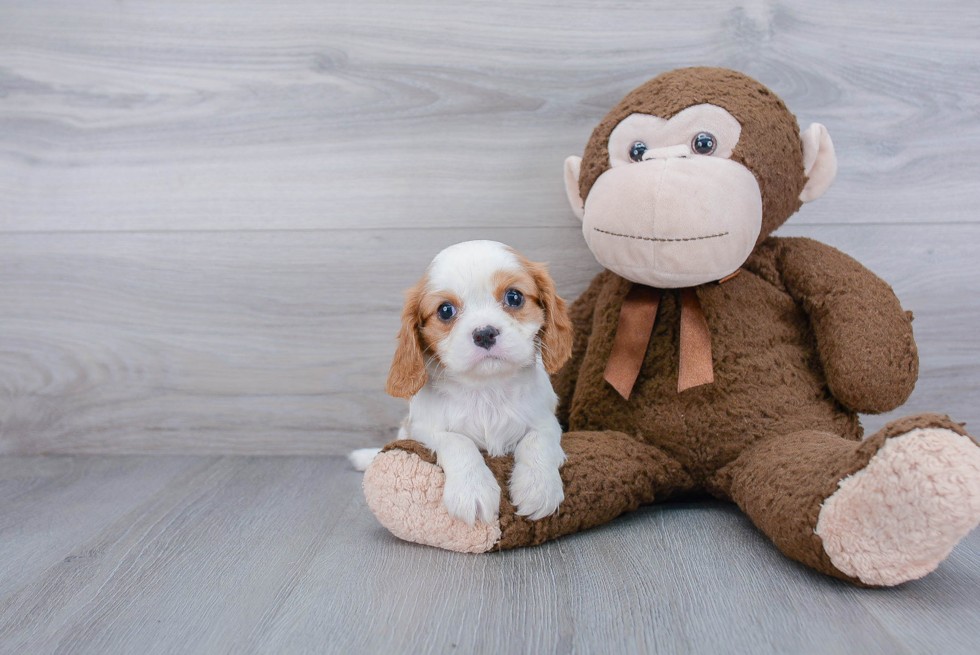 Popular Cavalier King Charles Spaniel Baby