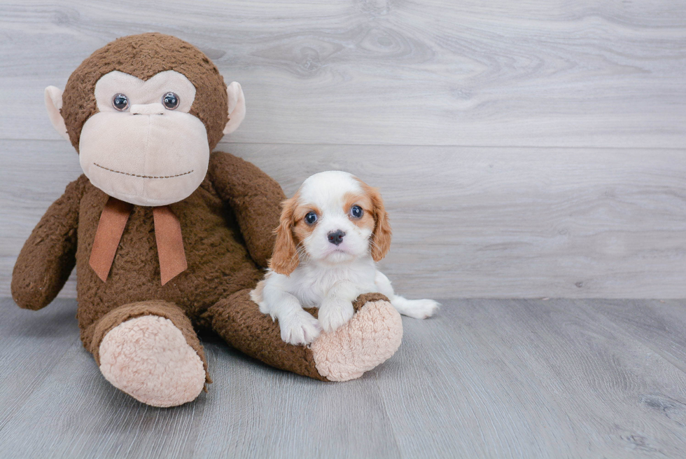 Cavalier King Charles Spaniel Puppy for Adoption