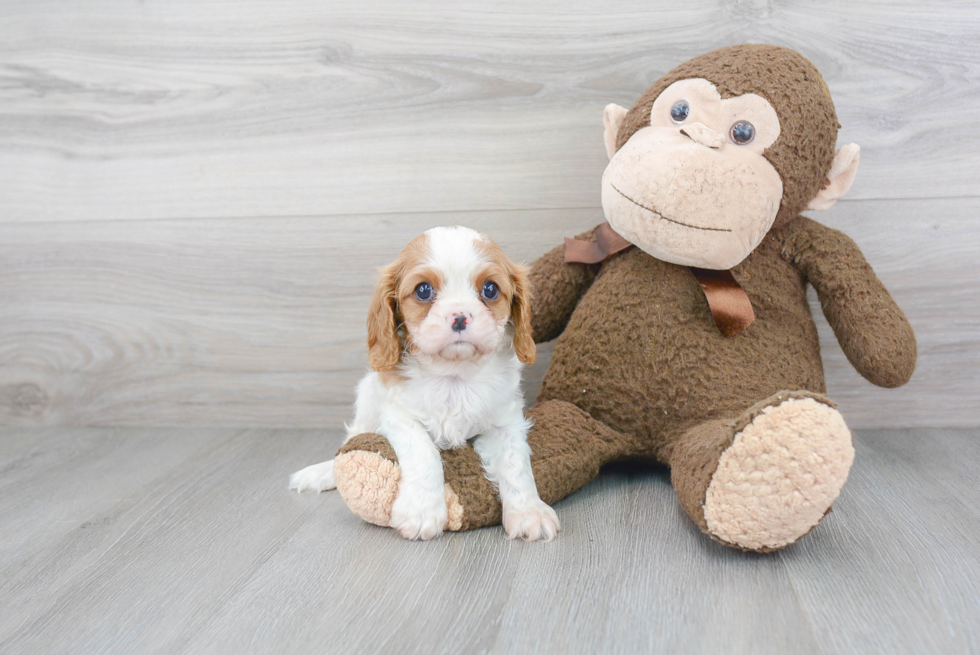 Cavalier King Charles Spaniel Pup Being Cute