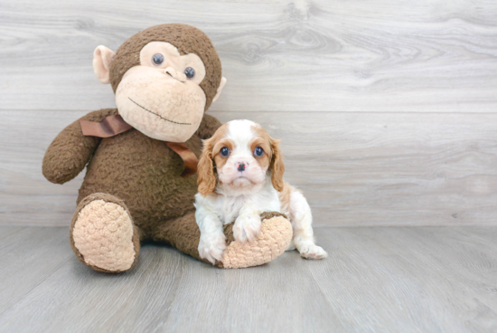 Hypoallergenic Cavalier King Charles Spaniel Baby