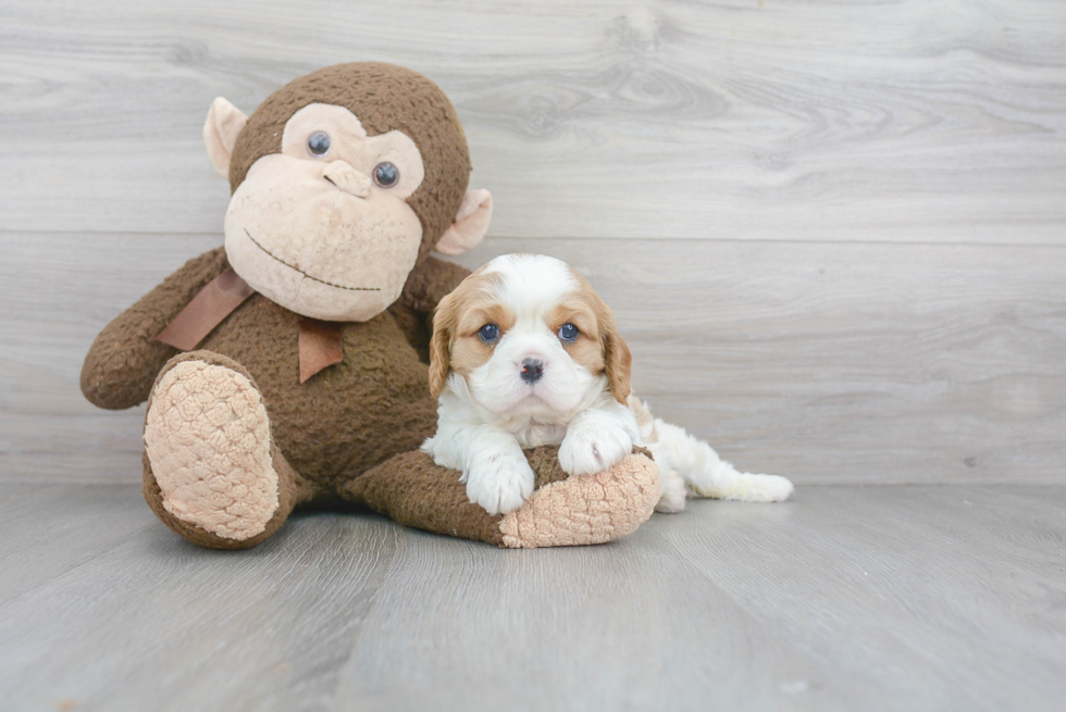 Petite Cavalier King Charles Spaniel Purebred Puppy