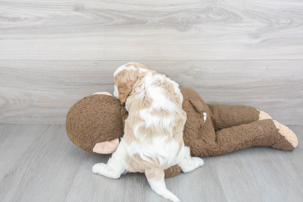 Cavalier King Charles Spaniel Pup Being Cute