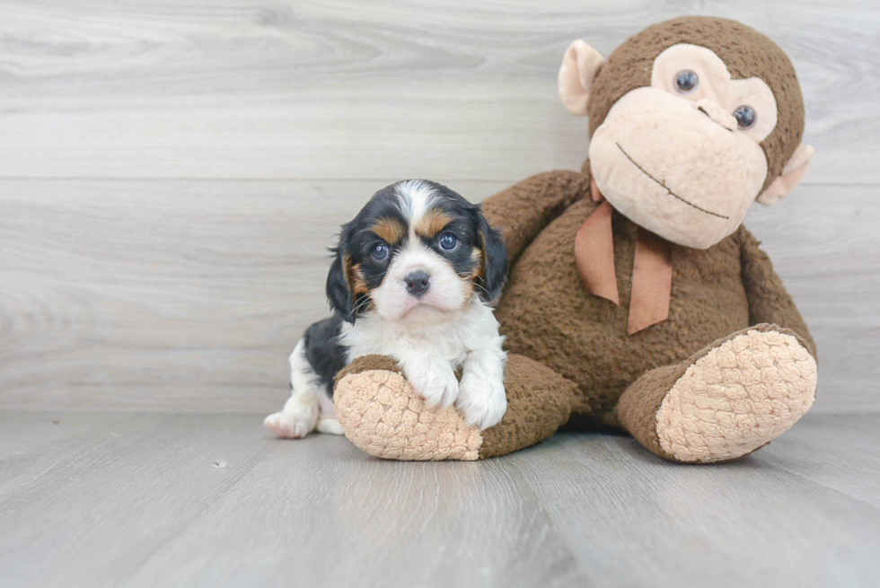 Cavalier King Charles Spaniel Pup Being Cute