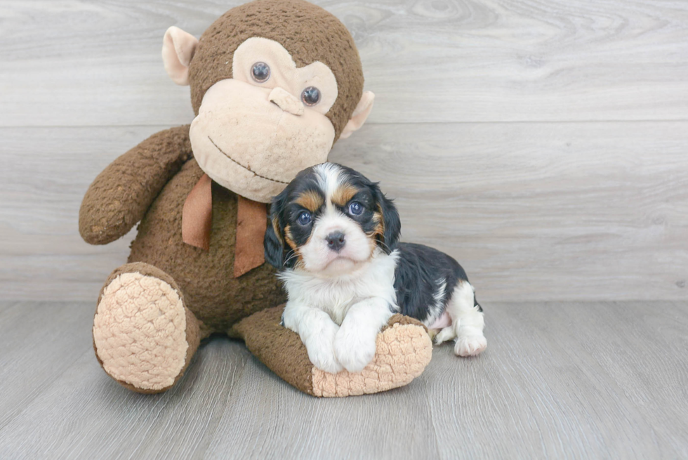 Cavalier King Charles Spaniel Pup Being Cute