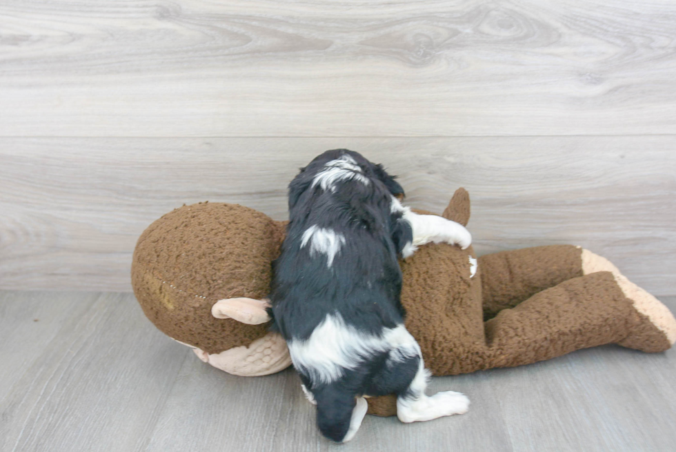 Best Cavalier King Charles Spaniel Baby