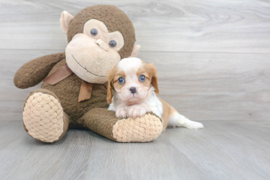 Best Cavalier King Charles Spaniel Baby