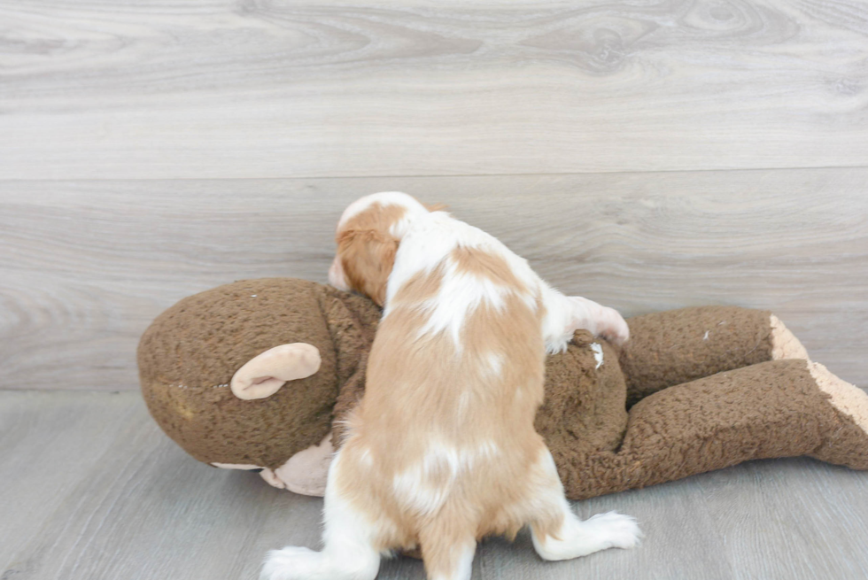 Small Cavalier King Charles Spaniel Purebred Pup