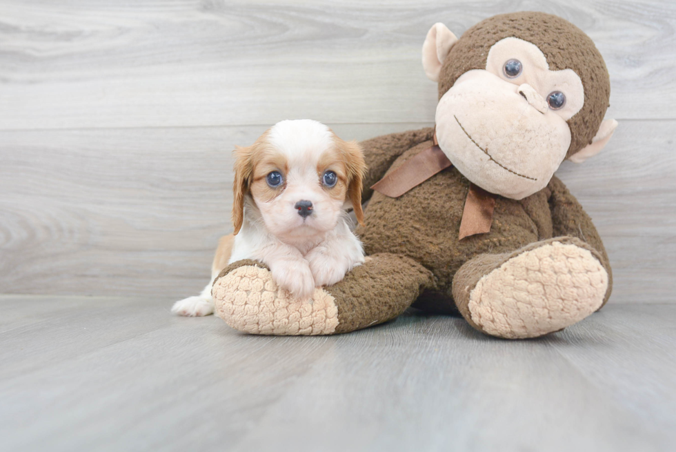 Cavalier King Charles Spaniel Pup Being Cute