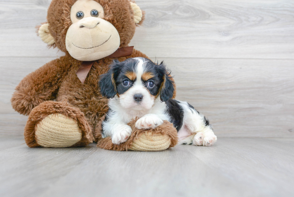 Small Cavalier King Charles Spaniel Purebred Pup