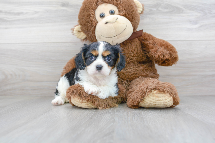 Adorable Cavalier King Charles Spaniel Purebred Puppy