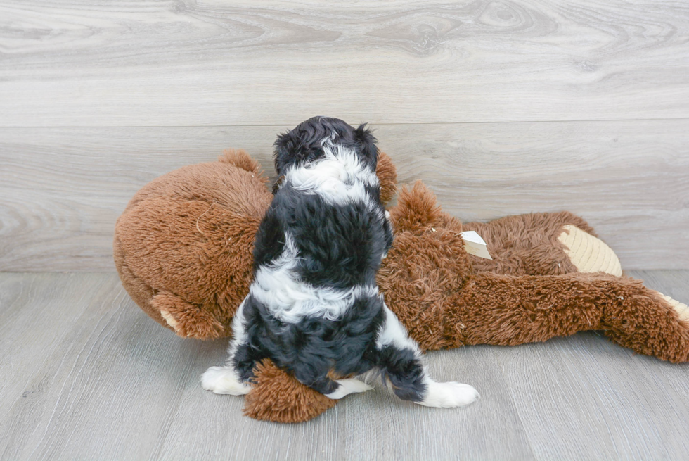 Akc Registered Cavalier King Charles Spaniel Baby