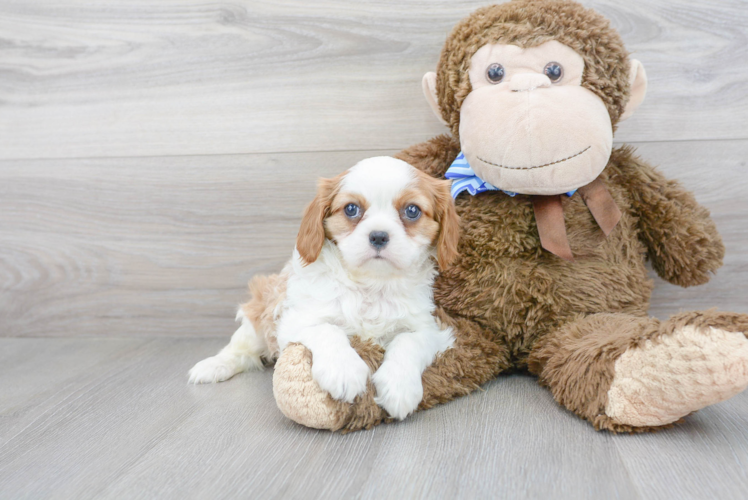 Petite Cavalier King Charles Spaniel Purebred Puppy