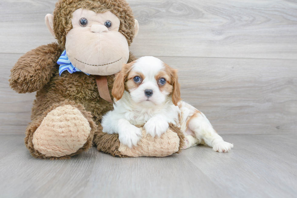 Happy Cavalier King Charles Spaniel Purebred Puppy