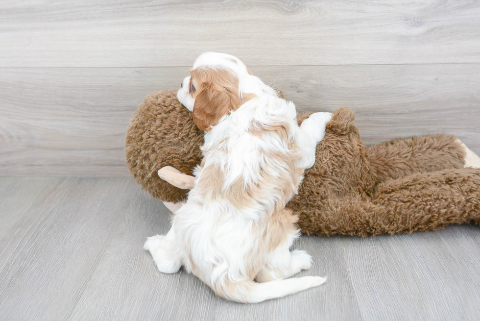 Adorable Cavalier King Charles Spaniel Purebred Puppy