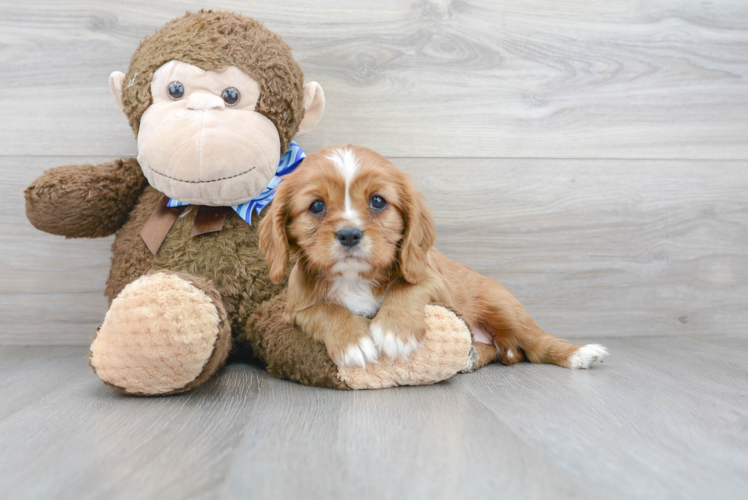 Friendly Cavalier King Charles Spaniel Baby