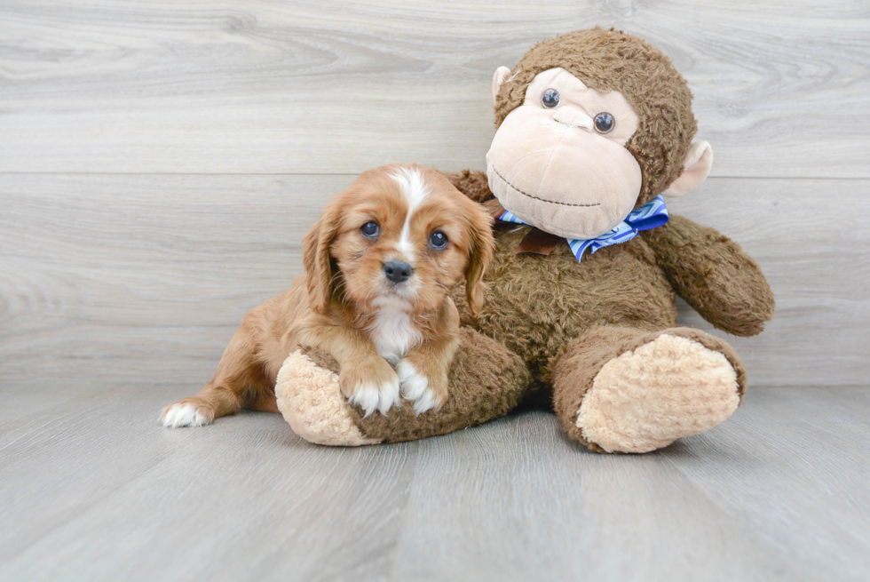 Best Cavalier King Charles Spaniel Baby