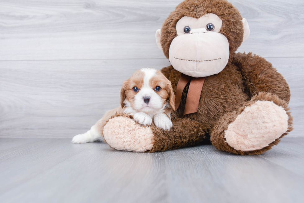 Funny Cavalier King Charles Spaniel Baby