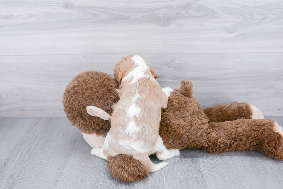 Sweet Cavalier King Charles Spaniel Purebred Puppy