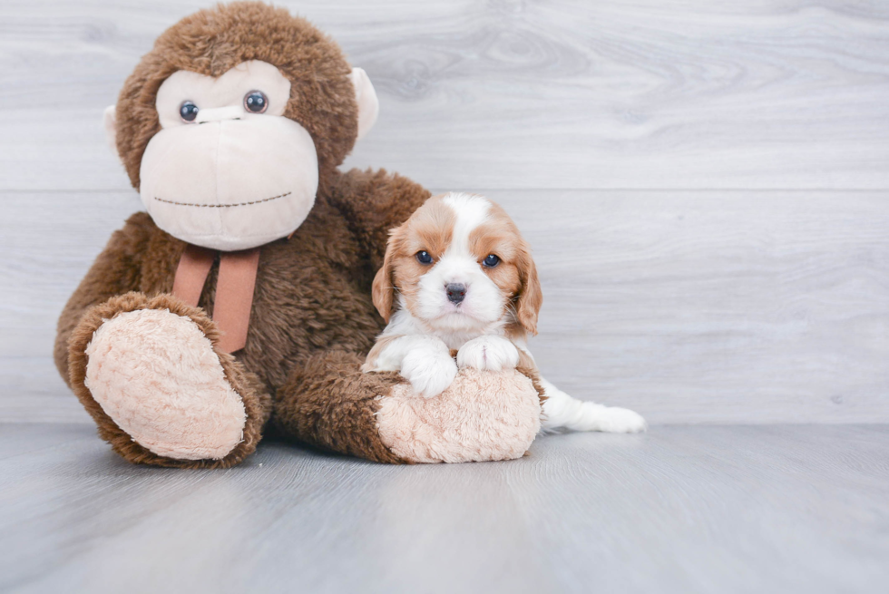 Cavalier King Charles Spaniel Puppy for Adoption