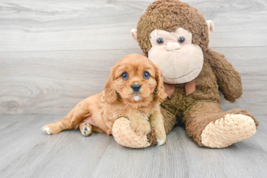 Friendly Cavalier King Charles Spaniel Purebred Pup