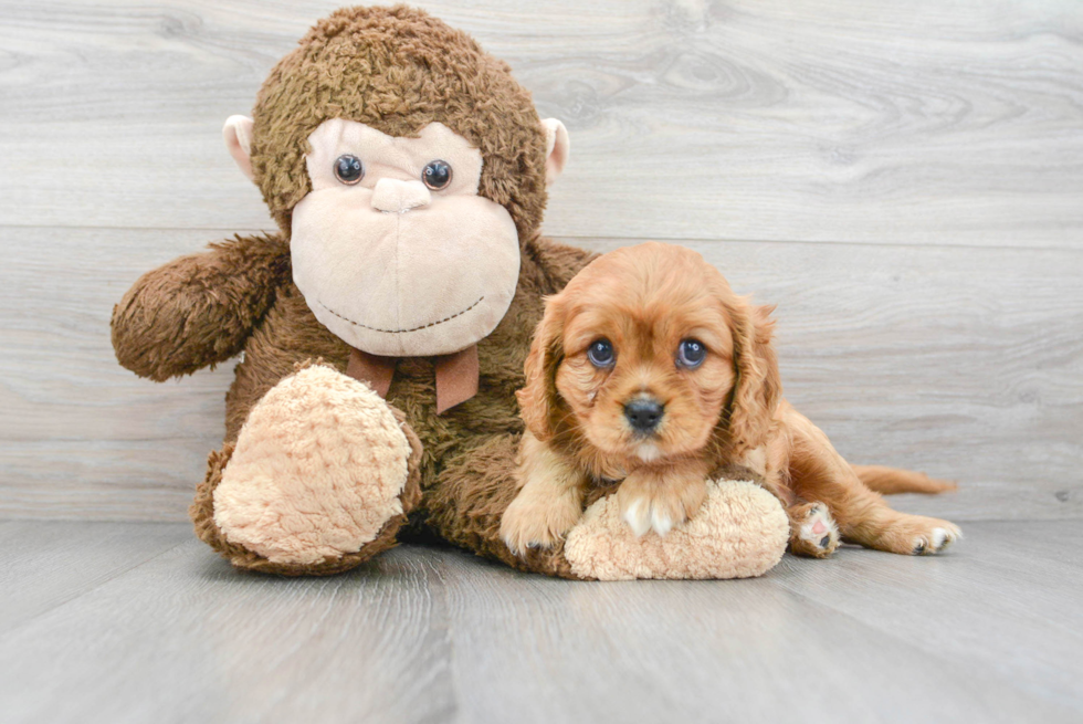 Cute Cavalier King Charles Spaniel Purebred Puppy