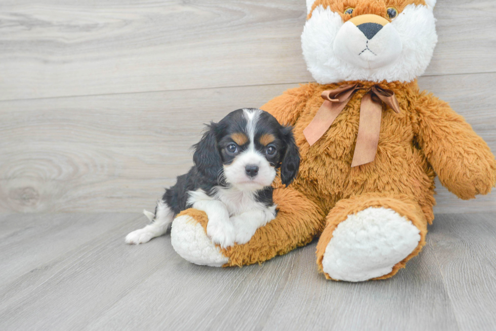 Cavalier King Charles Spaniel Pup Being Cute