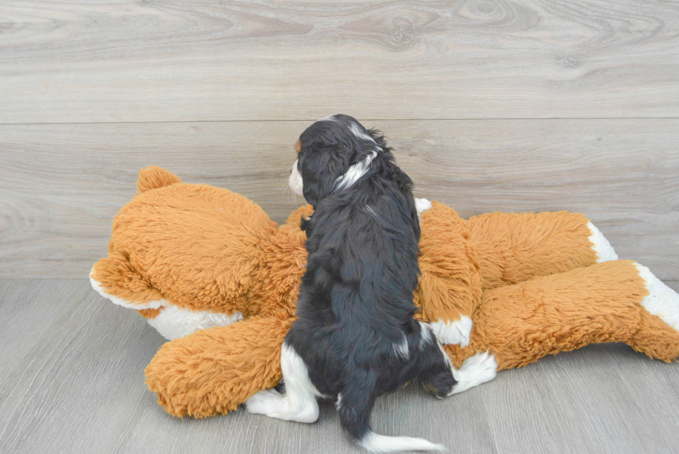 Cavalier King Charles Spaniel Puppy for Adoption