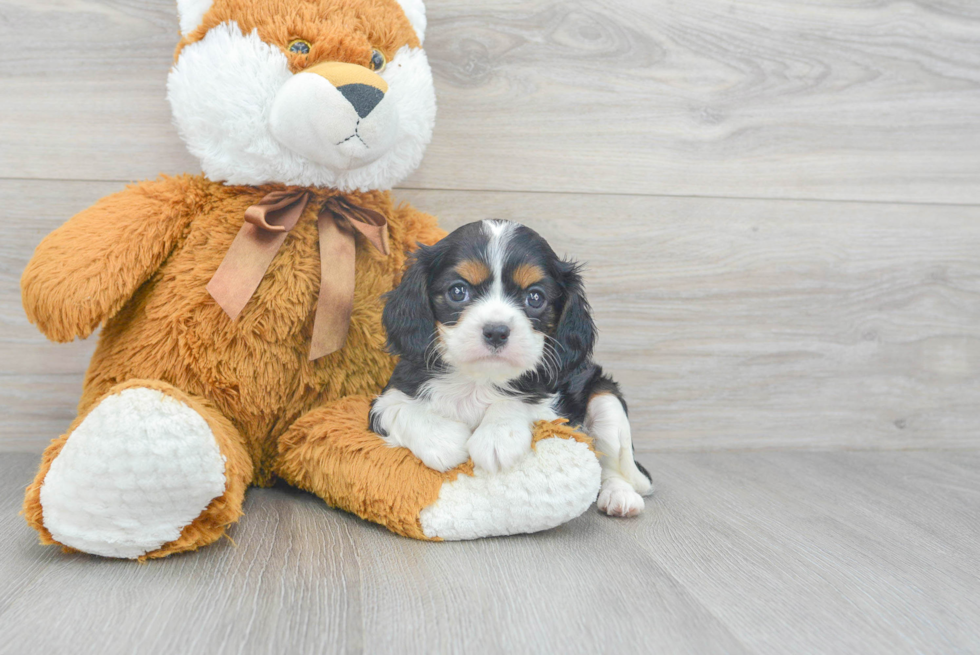 Small Cavalier King Charles Spaniel Baby