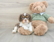 6 week old Cavalier King Charles Spaniel Puppy For Sale - Premier Pups