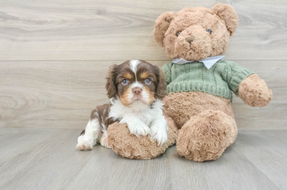 6 week old Cavalier King Charles Spaniel Puppy For Sale - Premier Pups