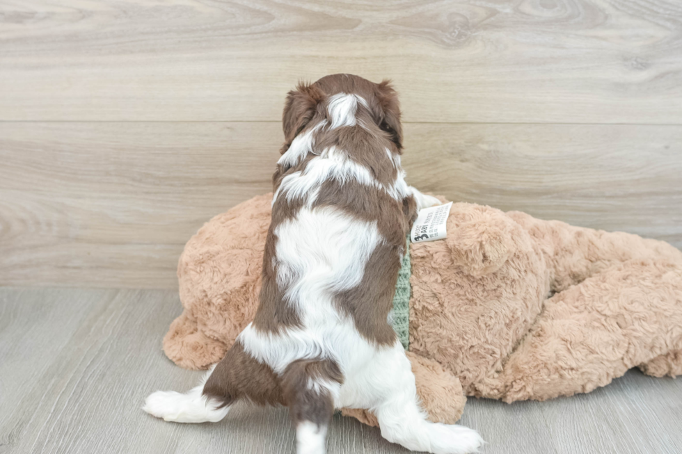 Cavalier King Charles Spaniel Pup Being Cute