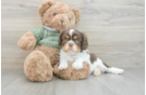 Friendly Cavalier King Charles Spaniel Purebred Pup