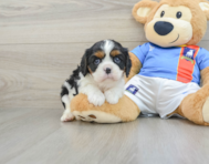 5 week old Cavalier King Charles Spaniel Puppy For Sale - Premier Pups