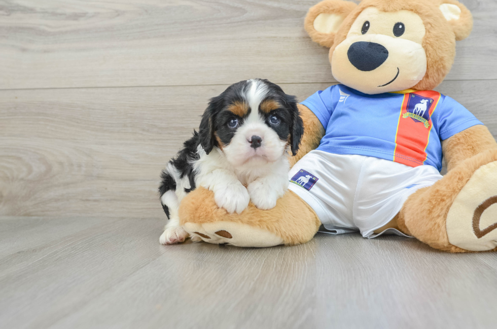 6 week old Cavalier King Charles Spaniel Puppy For Sale - Premier Pups