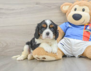 5 week old Cavalier King Charles Spaniel Puppy For Sale - Premier Pups
