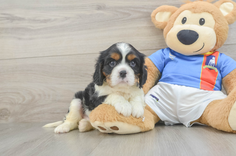 6 week old Cavalier King Charles Spaniel Puppy For Sale - Premier Pups