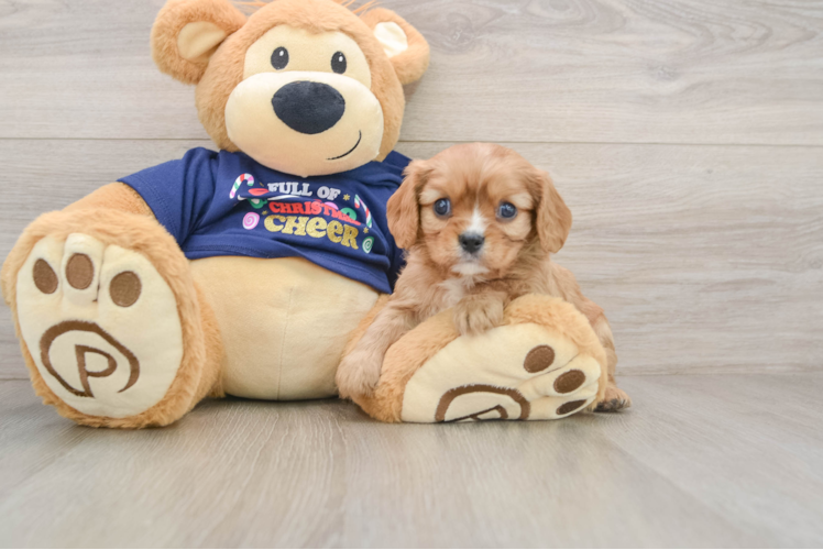 Akc Registered Cavalier King Charles Spaniel Baby