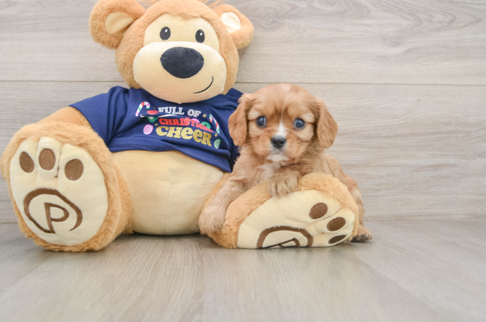 5 week old Cavalier King Charles Spaniel Puppy For Sale - Premier Pups