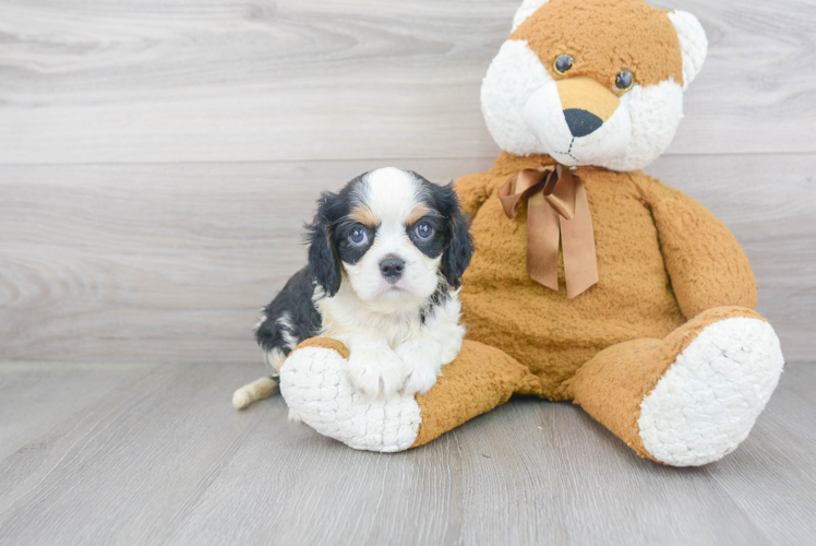 Cavalier King Charles Spaniel Pup Being Cute