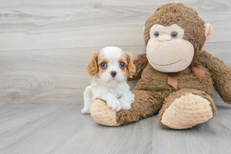 Cavalier King Charles Spaniel Puppy for Adoption