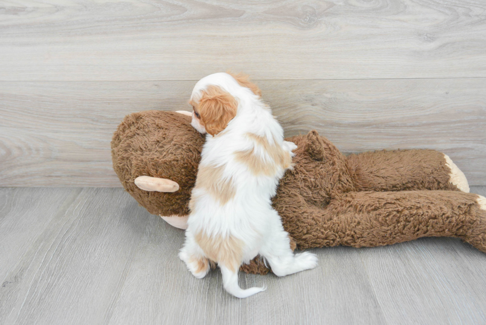 Little Cavalier King Charles Spaniel Baby