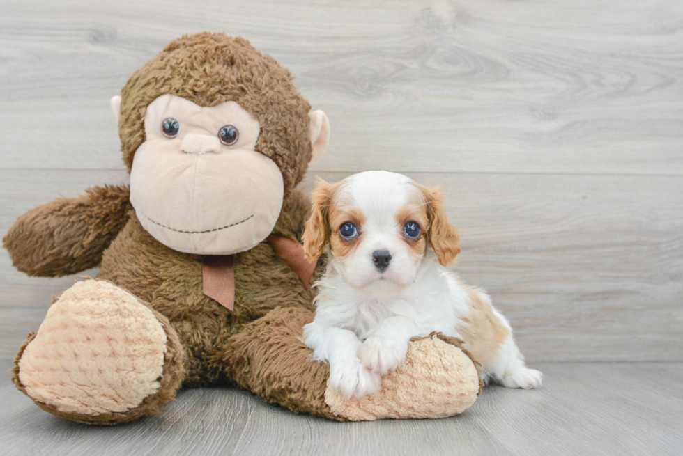 Hypoallergenic Cavalier King Charles Spaniel Baby