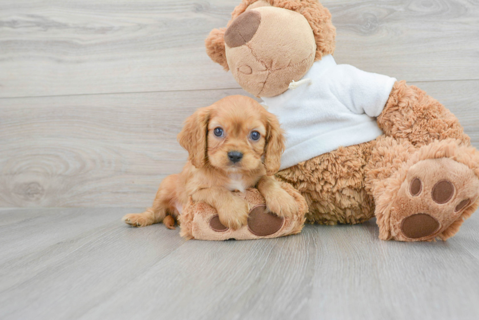 Akc Registered Cavalier King Charles Spaniel Purebred Pup