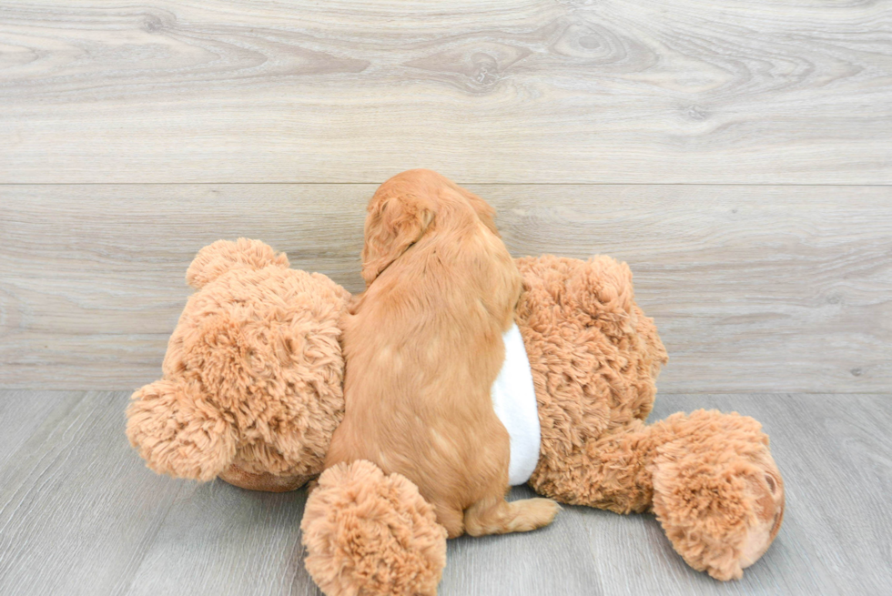Cavalier King Charles Spaniel Puppy for Adoption