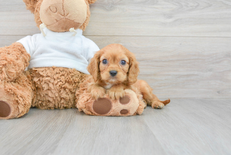 Cavalier King Charles Spaniel Puppy for Adoption