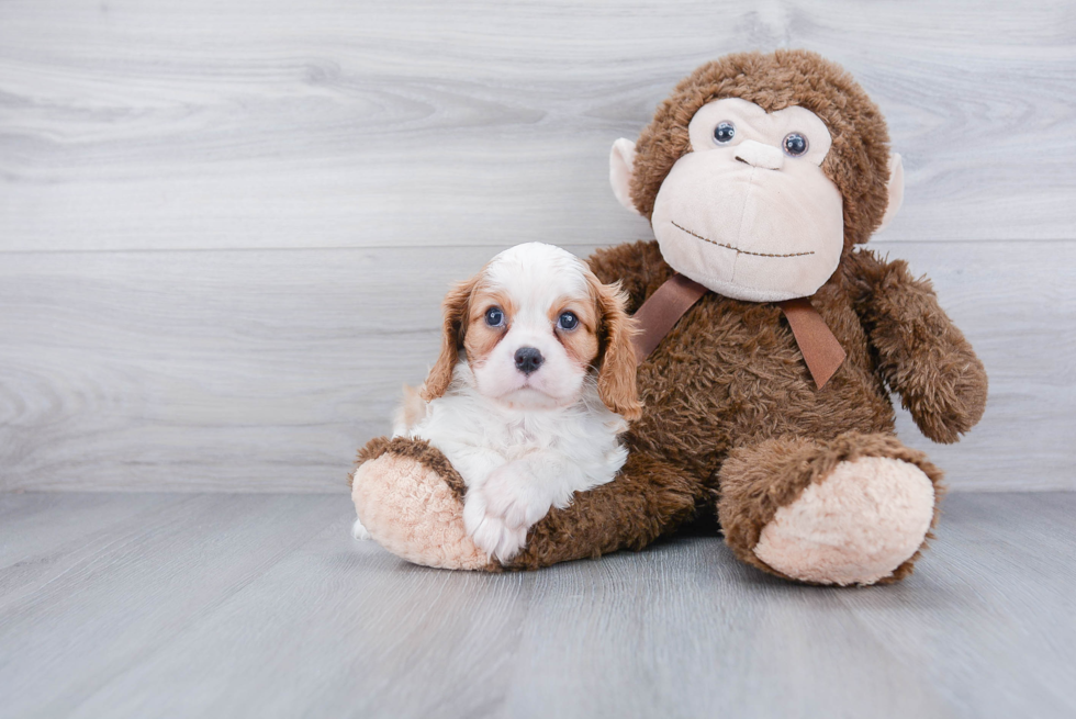 Funny Cavalier King Charles Spaniel Baby